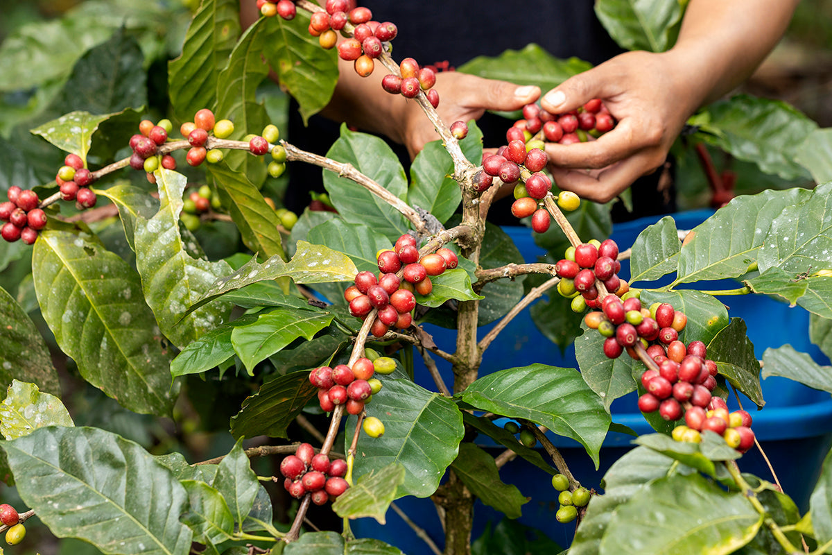 Which Coffee Should You Buy? A Guide to Popular Picks and World-Class Beans