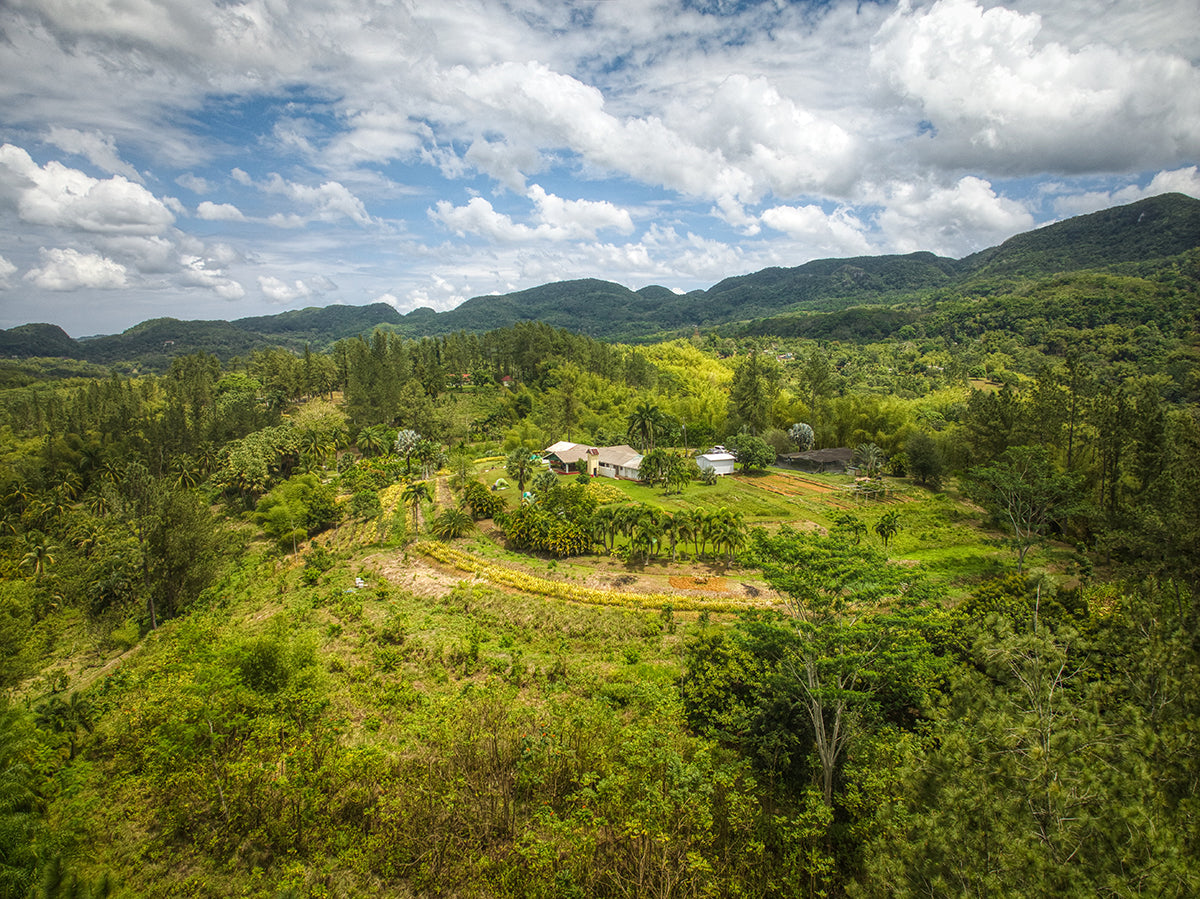 amaica Blue Mountain coffee, single estate, coffee beans, organic coffee, coffee lovers, purist coffee, mother day gift for mom, birthday gift 2025, best coffee beans, father day gift 2026, coffee gift ideas, gift ideas, gift for coffee lovers, organic coffee beans, great birthday gift, best gift ideas, Christmas coffee, father day gift for dad, fresh coffee beans, mother day gift 2026,