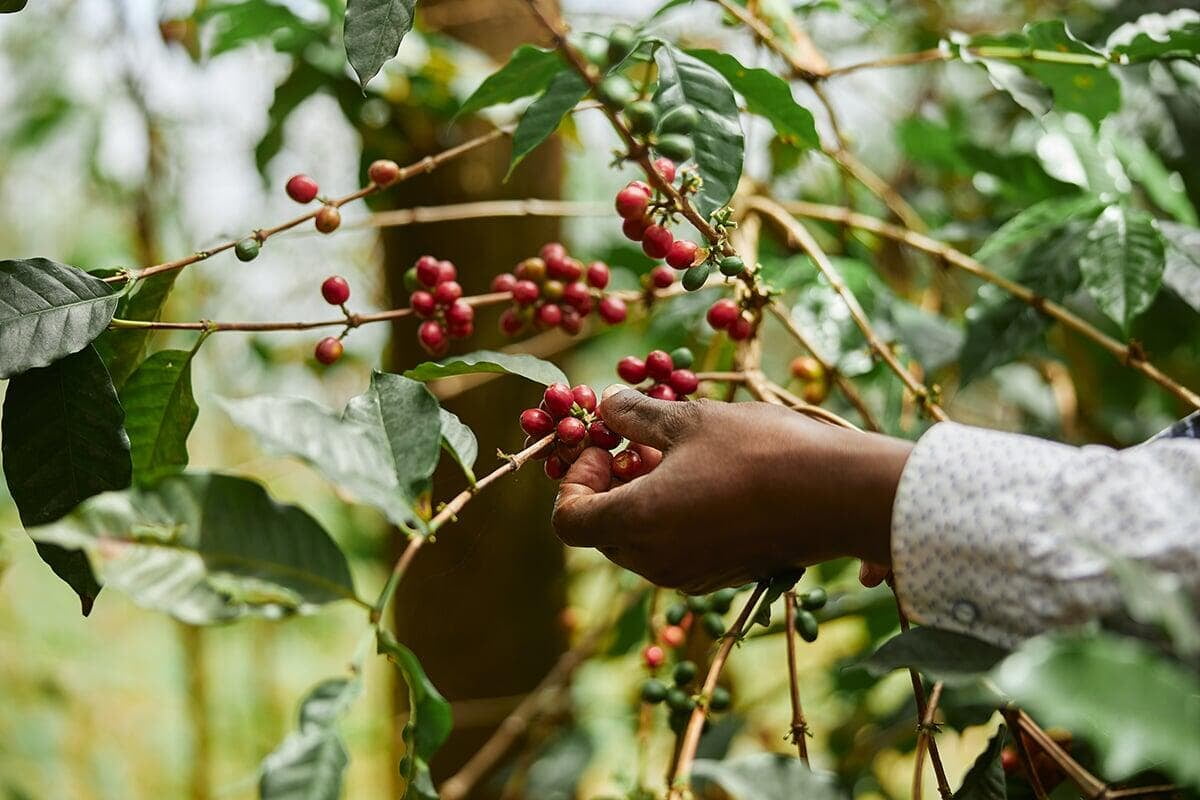 Hand picking red coffee berries from a tree. Purist coffee
Single estate
Organic coffee beans
Fresh coffee beans
Best coffee beans
Gift for coffee lovers
best coffee beans top selling coffee beans Christmas coffee Top quality coffee, mother day gift 2026, father day gift 2026, birthday gift trends, father day gift for dad father day gift for father mother day gift for mom, mother day gift for mother birthday gift for college, great birthday gift birthday gift 2025, coffee beans, gift ideas, best gift ideas