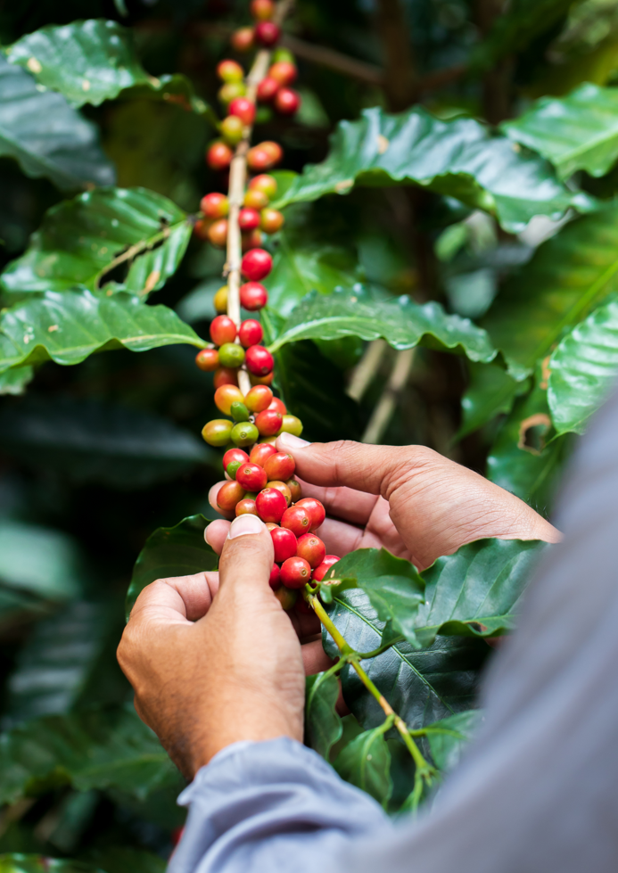 Hand picking red coffee berries from a branch with green leaves in the background. Purist coffee
Single estate
Organic coffee beans
Fresh coffee beans
Best coffee beans
Gift for coffee lovers
best coffee beans top selling coffee beans Christmas coffee Top quality coffee, mother day gift 2026, father day gift 2026, birthday gift trends, father day gift for dad father day gift for father mother day gift for mom, mother day gift for mother birthday gift for college, great birthday gift birthday gift 2025,