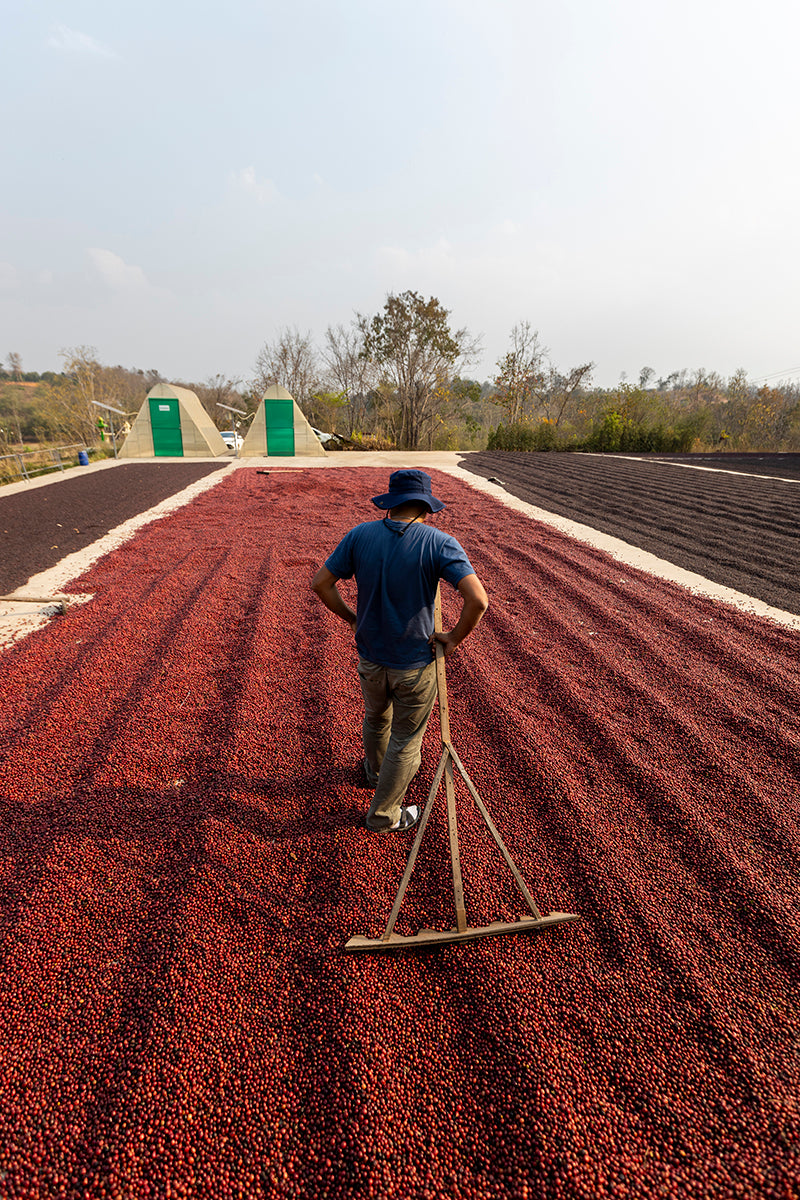 Person working with coffee beans on a drying field. Gift for coffee lovers featuring premium Blue Mountain beans and a purist-style brewing set – a unique and meaningful coffee experience for any occasion.