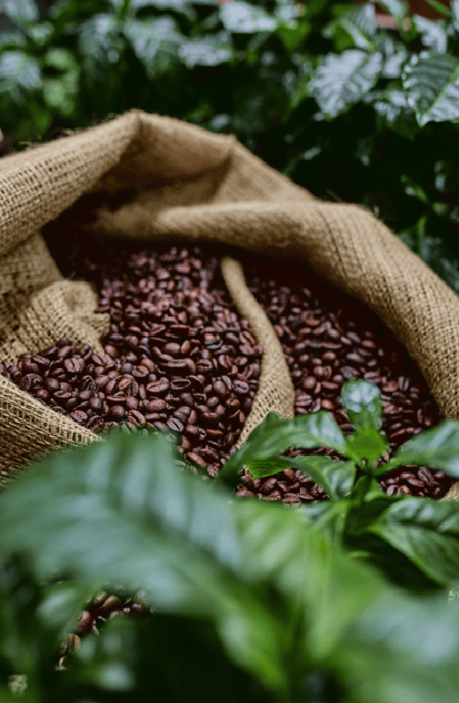 Sack of coffee beans with coffee plants in the background. Top-quality single estate coffee beans displayed with holiday lights, elegantly packed for birthdays or Christmas – a best-selling coffee gift idea for coffee lovers.