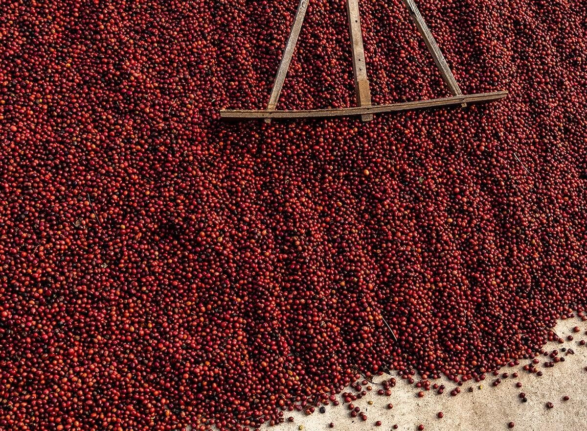 Why Authentic Jamaican Coffee Is Becoming Harder to Find After Hurricane Melissa
