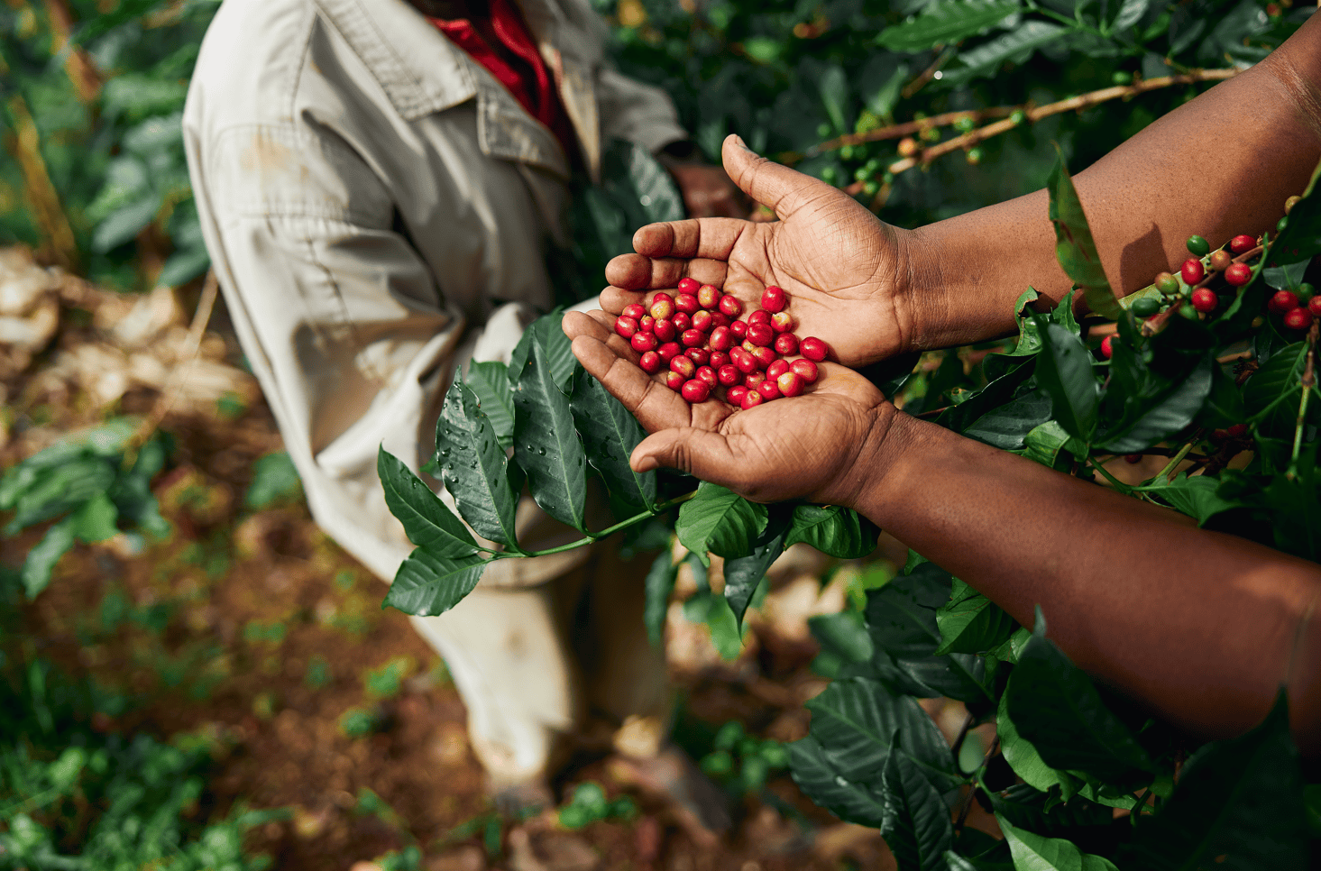 Person holding red coffee berries in a coffee plantation. Best coffee beans top selling coffee beans, birthday gift for college, top quality coffee, fresh coffee beans, best coffee gift, Jamaica Blue Mountain coffee, single estate, coffee beans, organic coffee, coffee lovers, purist coffee, mother day gift for mom, birthday gift 2025, best coffee beans, father day gift 2026, coffee gift ideas, gift ideas, gift for coffee lovers, organic coffee beans, great birthday gift, best gift ideas, Christmas coffee, f