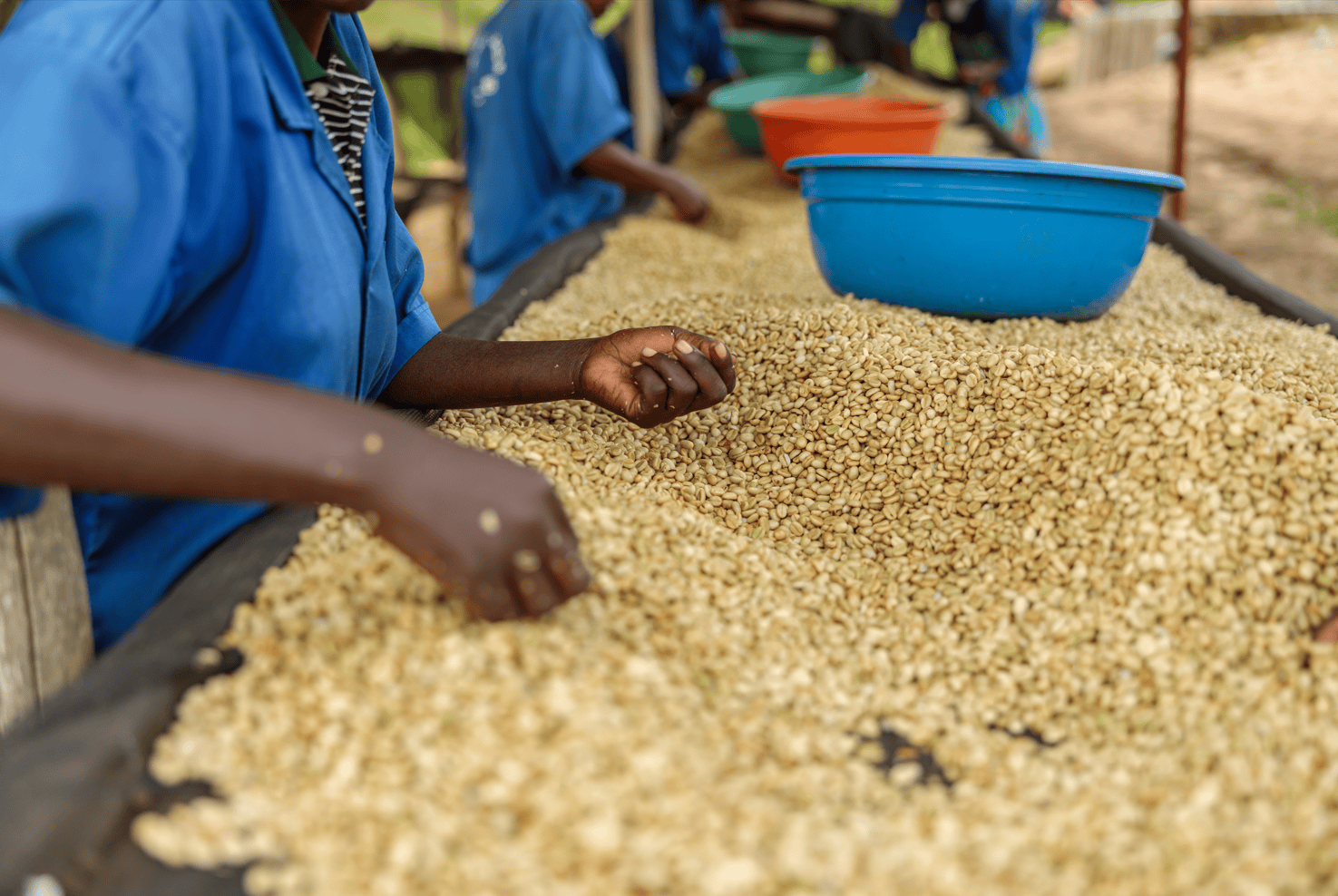 Person sorting coffee beans in a field. Purist coffee
Single estate
Organic coffee beans
Fresh coffee beans
Best coffee beans
Gift for coffee lovers
best coffee beans top selling coffee beans Christmas coffee Top quality coffee, mother day gift 2026, father day gift 2026, birthday gift trends, father day gift for dad father day gift for father mother day gift for mom, mother day gift for mother birthday gift for college, great birthday gift birthday gift 2025, coffee beans, gift ideas, best gift ideas coffe