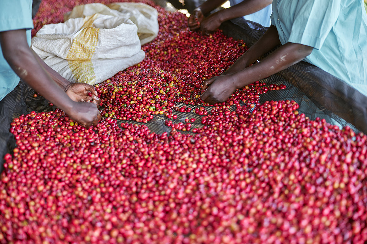 Red coffee beans being sorted by hands on a surface. Purist coffee
Single estate
Organic coffee beans
Fresh coffee beans
Best coffee beans
Gift for coffee lovers
best coffee beans top selling coffee beans Christmas coffee Top quality coffee, mother day gift 2026, father day gift 2026, birthday gift trends, father day gift for dad father day gift for father mother day gift for mom, mother day gift for mother birthday gift for college, great birthday gift birthday gift 2025, coffee beans, gift ideas, best gif