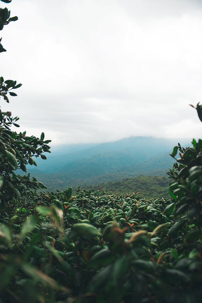 Premium Jamaica coffee beans sourced from trusted partners,  Authentic Jamaica Blue Mountain coffee beans from certified partners, Hand-selected coffee beans from Jamaica’s finest growers