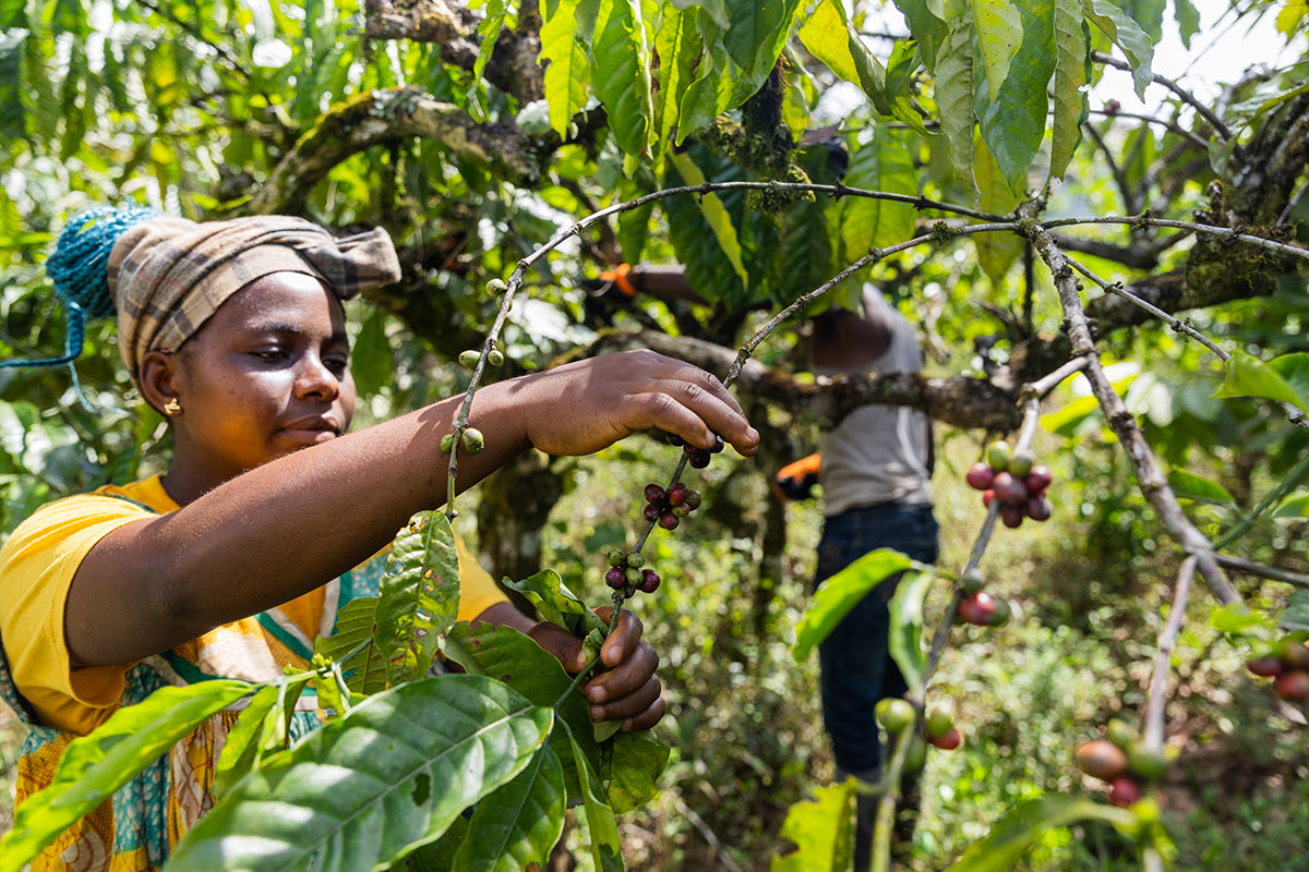 Woman picking coffee beans from a tree on a coffee farm