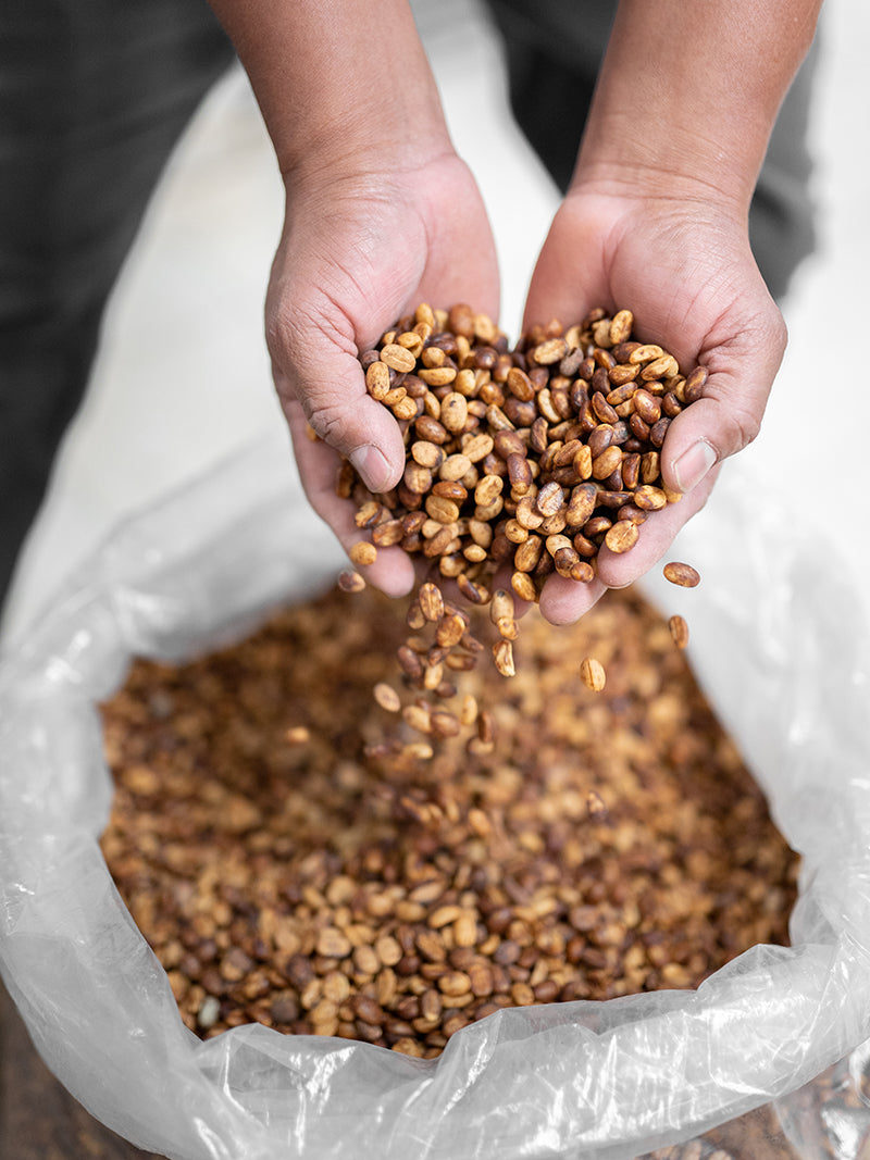 Unroasted Jamaica Blue Mountain Coffee for Roasters, Single-Origin, Estate-Grown in the Blue Mountains of Jamaica, Certified Grade 1 Arabica – world-renowned for flavour, balance, and smoothness